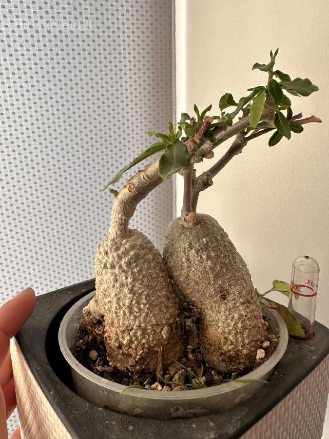Hoya (vaškuoles ), Mamilaria, Fockea Edulis
