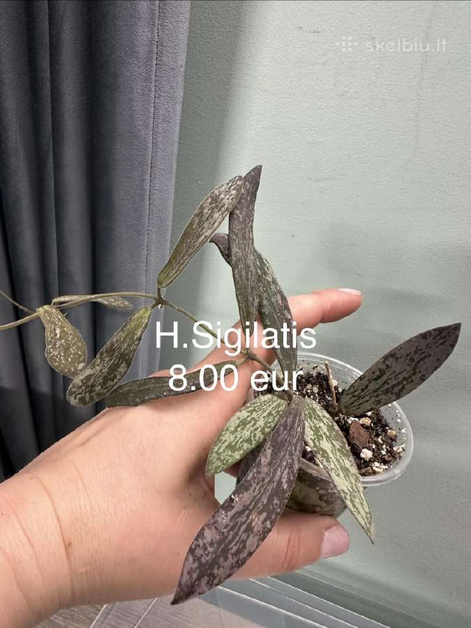 Parduodu hoyas