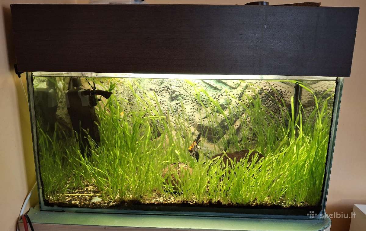 Akvariumas
