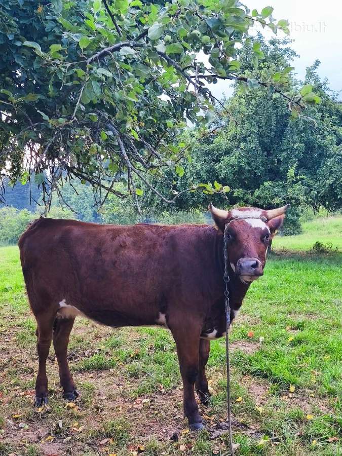 Mišrūnė Telyčia