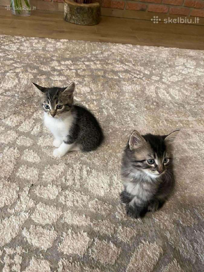Atiduosiu mišrūnų kačių kačiukus į geras rankas