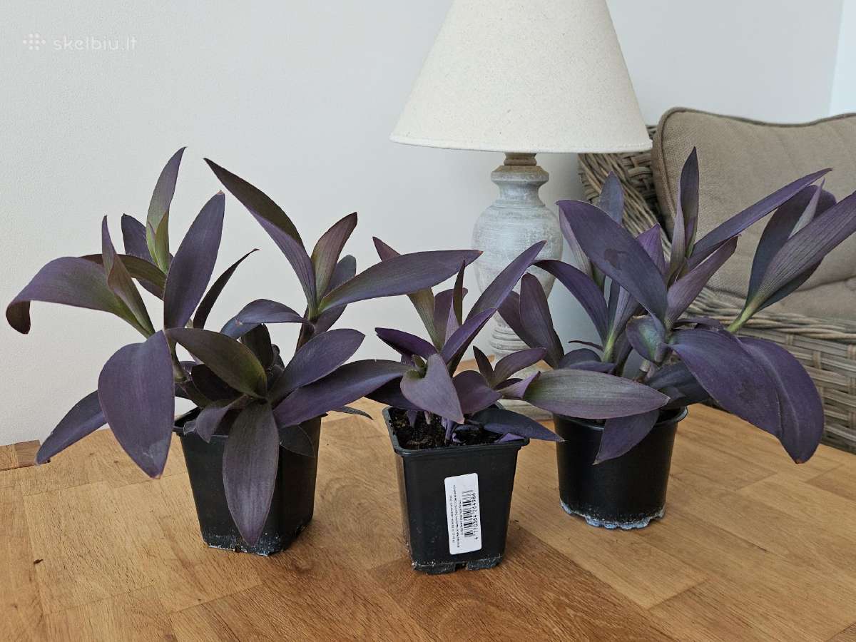 Tradescantia Purple - nuotraukos Nr. 3