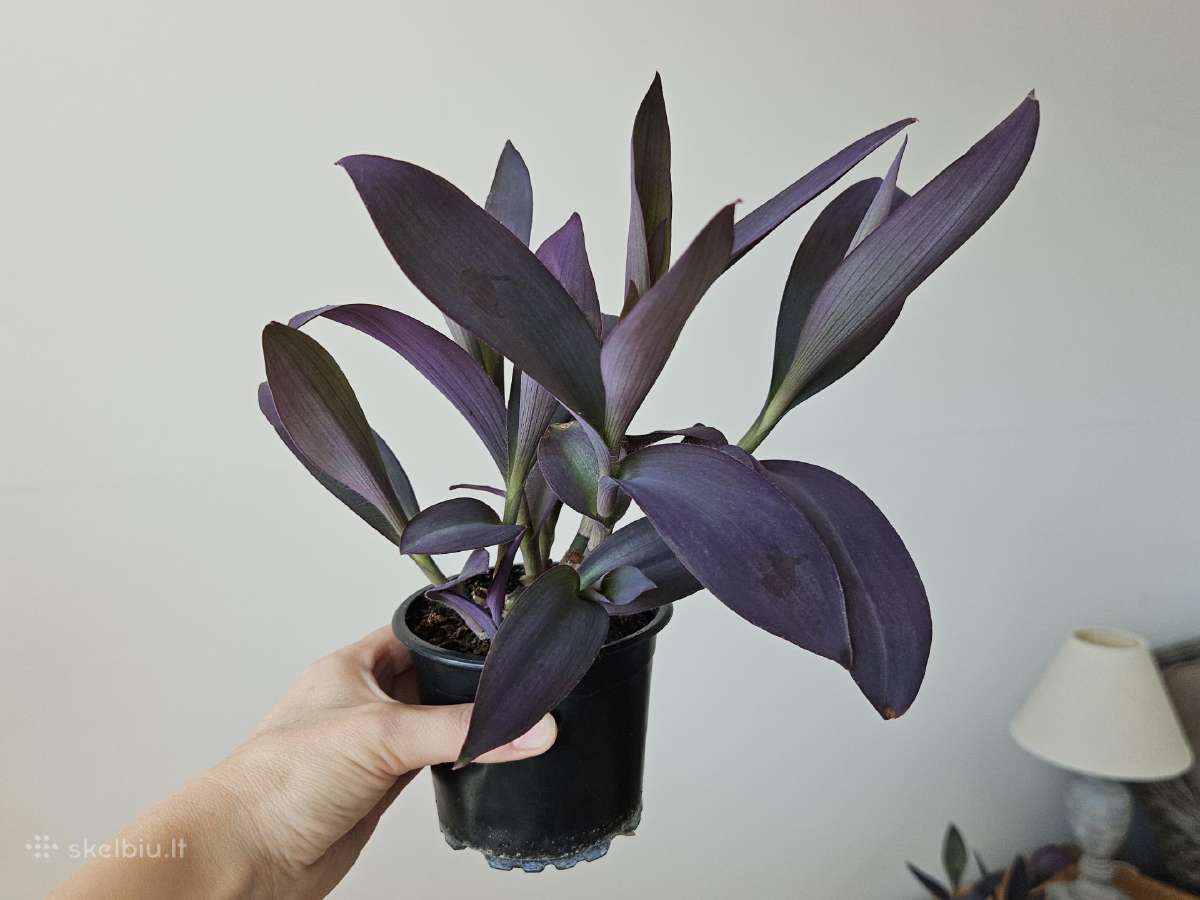 Tradescantia Purple - nuotraukos Nr. 6