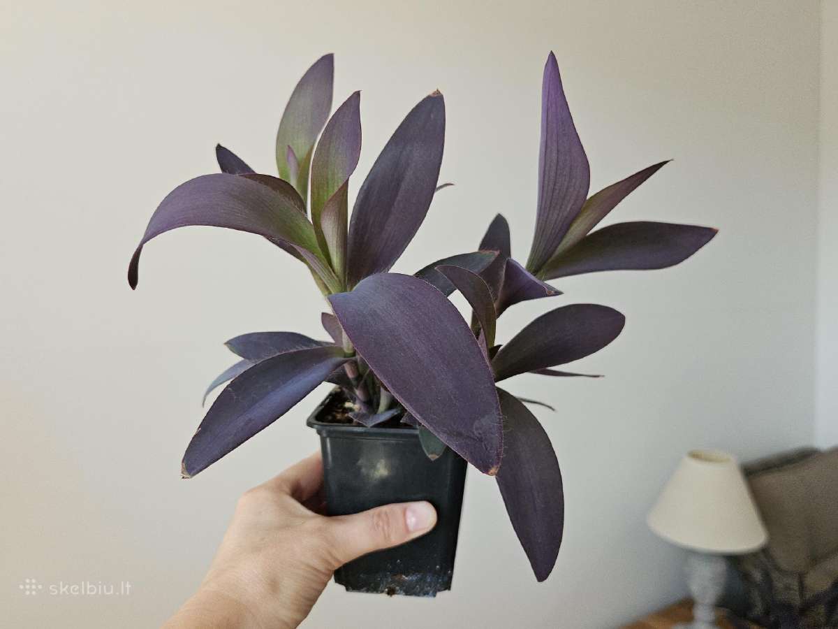 Tradescantia Purple - nuotraukos Nr. 4