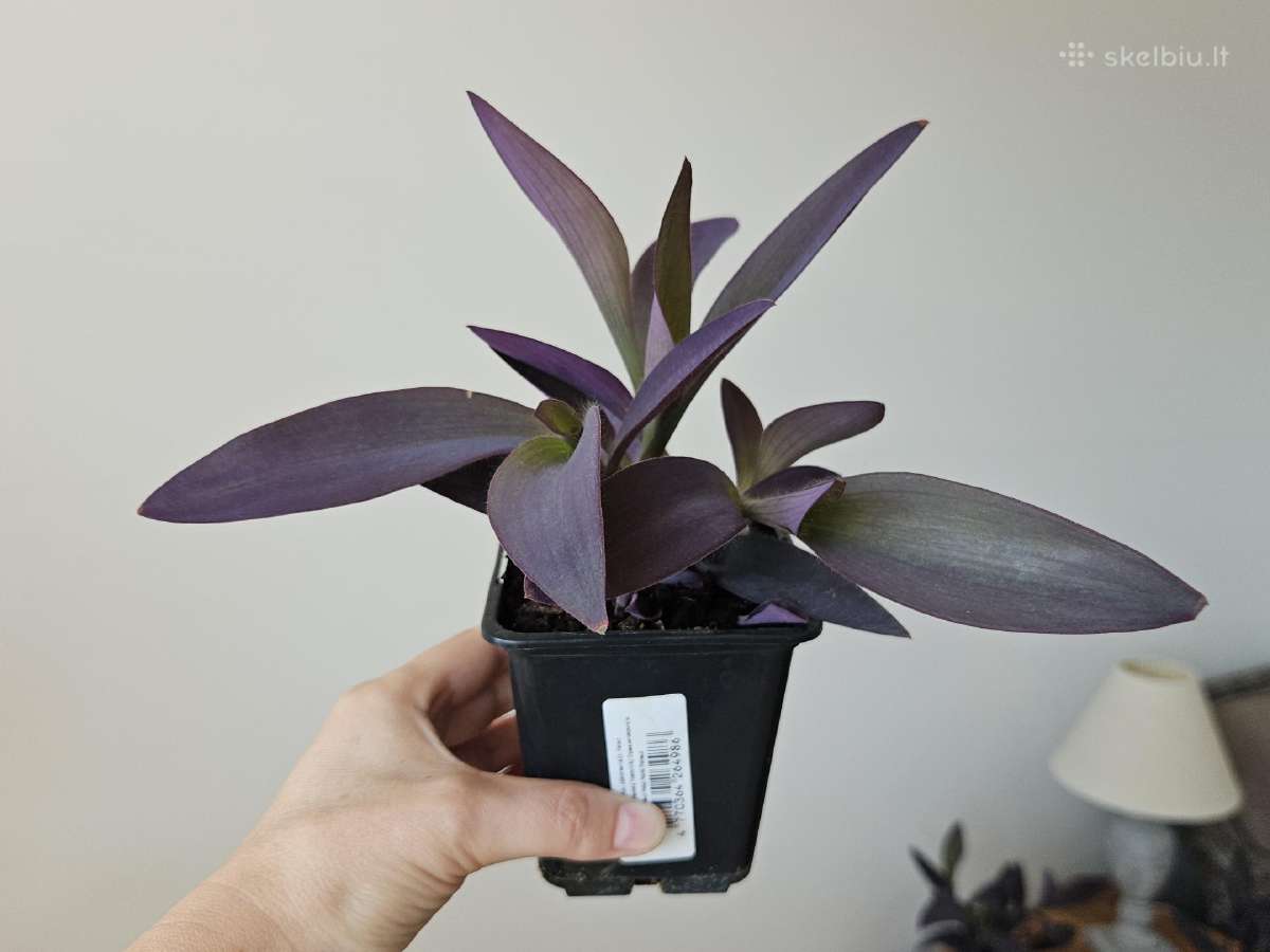 Tradescantia Purple - nuotraukos Nr. 5