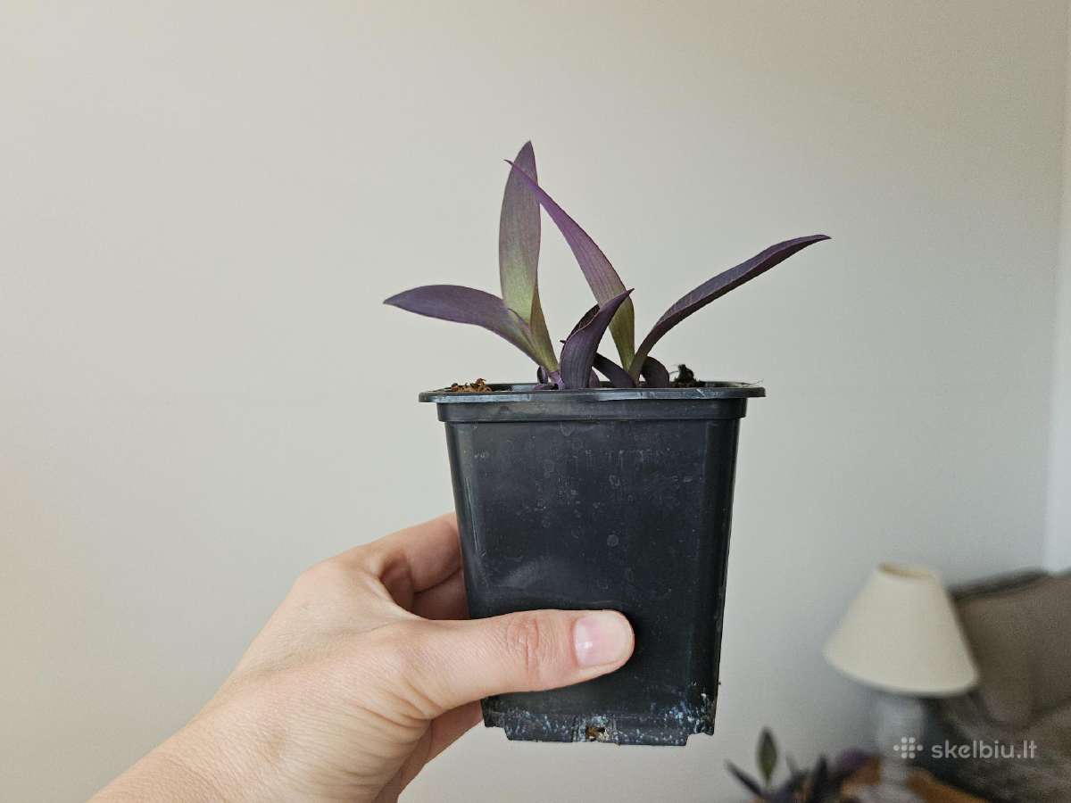 Tradescantia Purple - nuotraukos Nr. 8