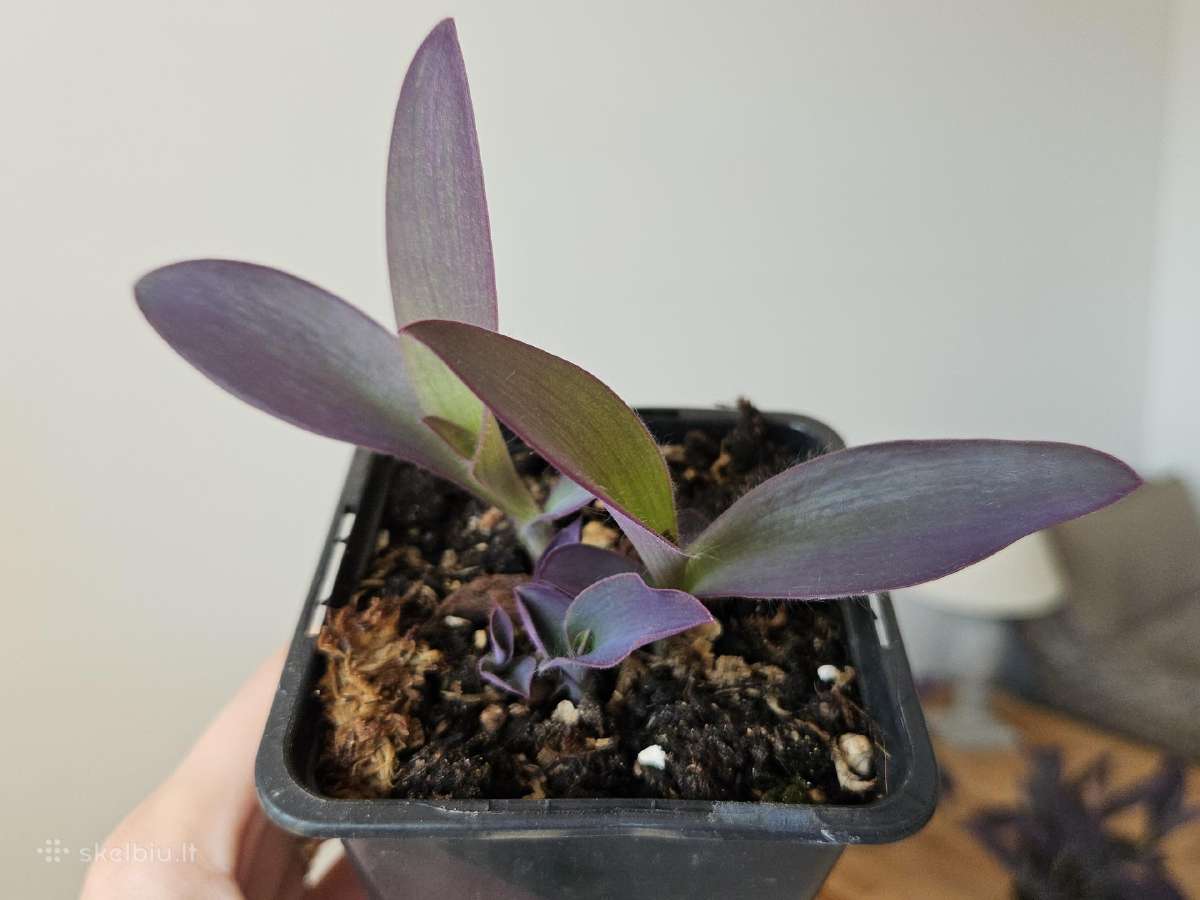 Tradescantia Purple - nuotraukos Nr. 9
