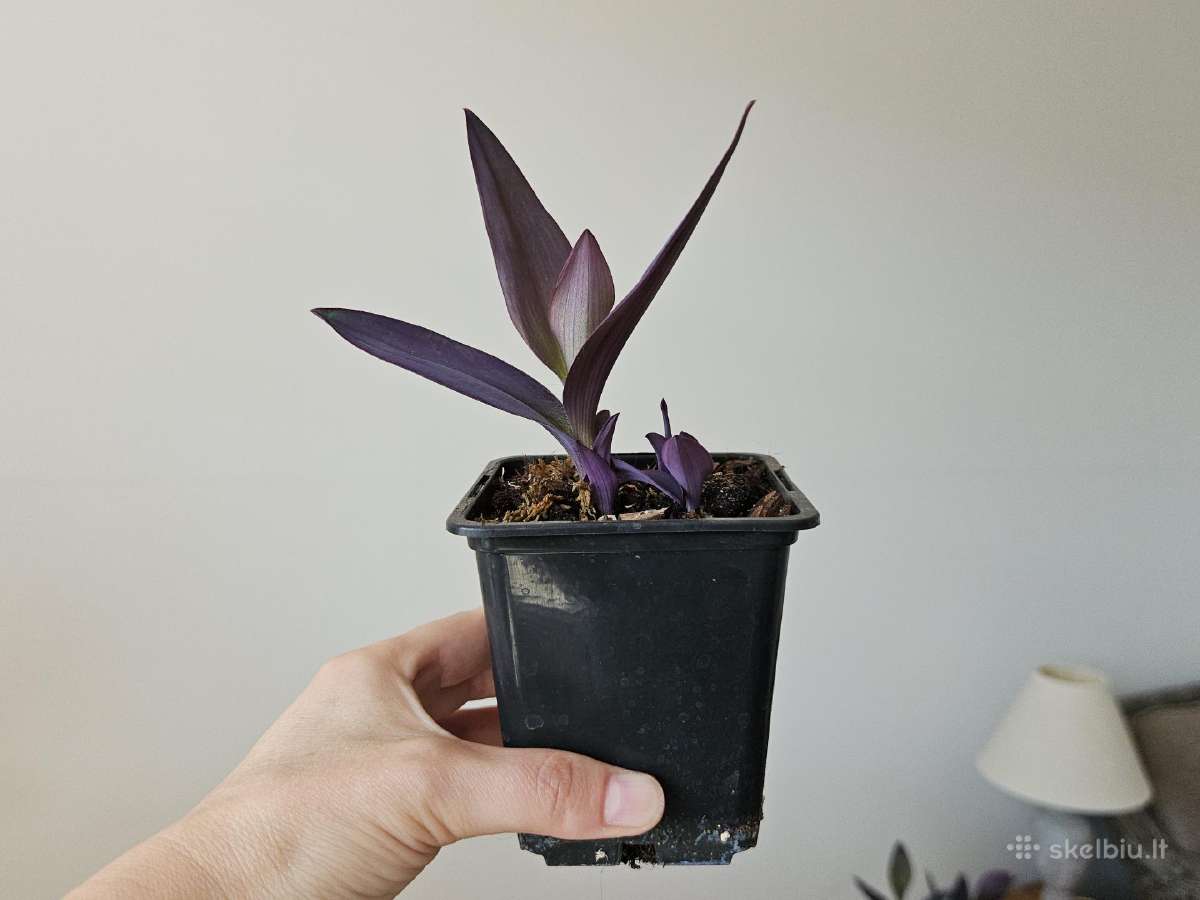 Tradescantia Purple - nuotraukos Nr. 10