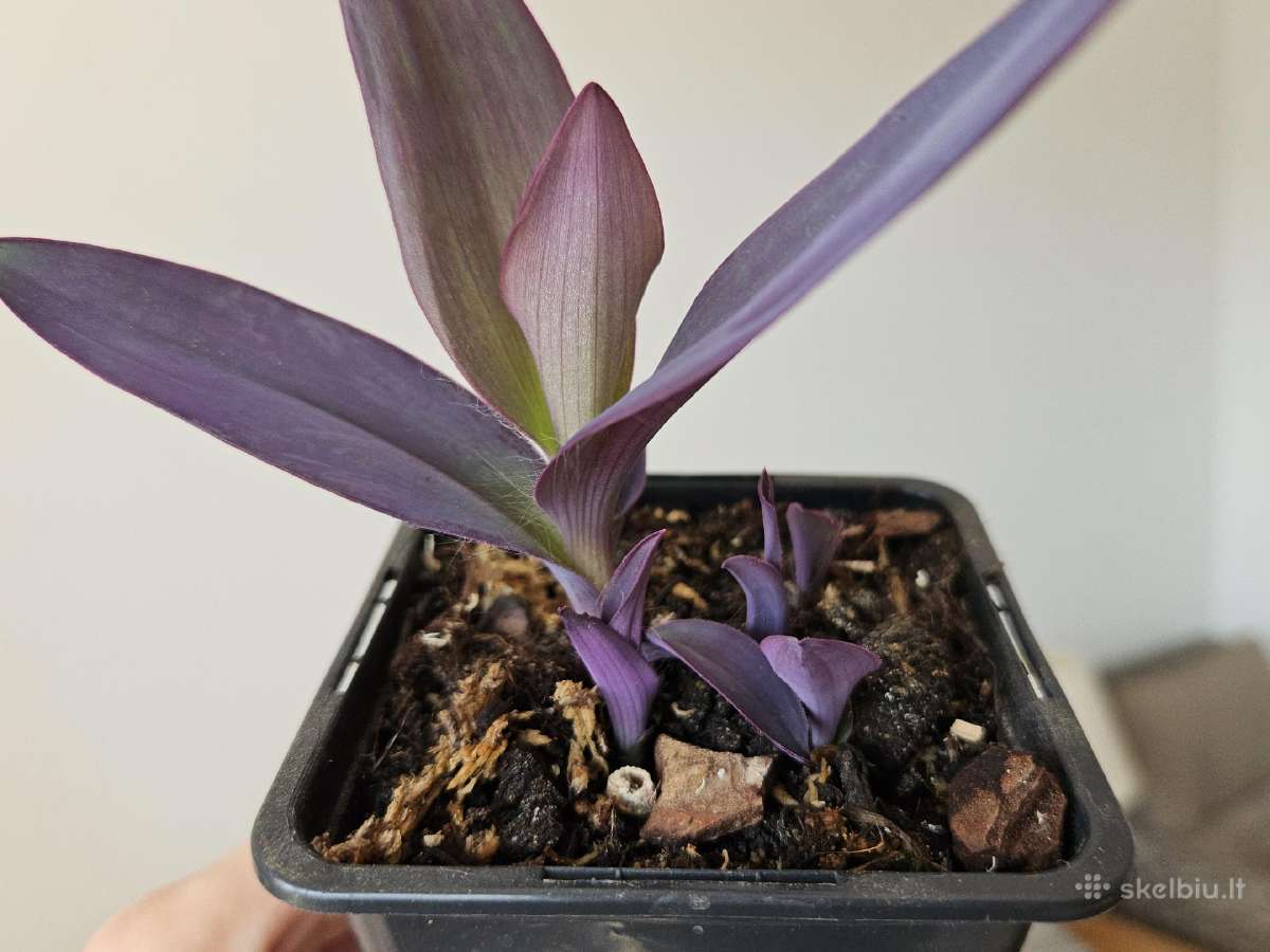 Tradescantia Purple - nuotraukos Nr. 11