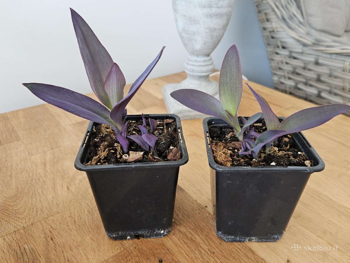 Tradescantia Purple - nuotraukos Nr. 7