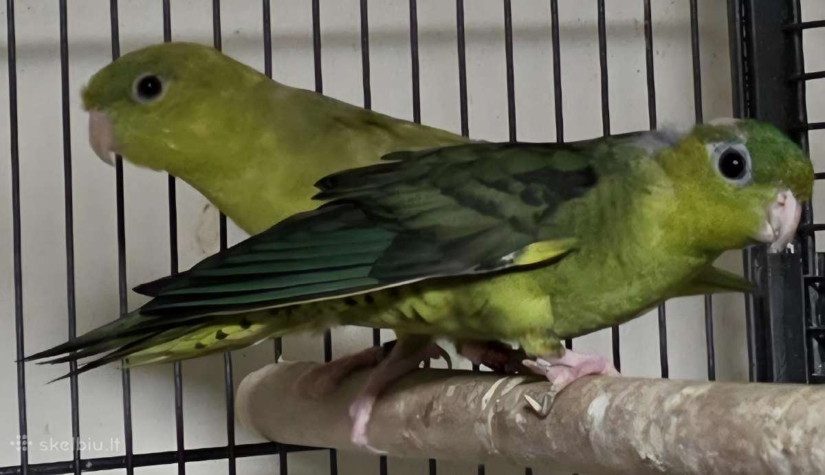 Atiduodu