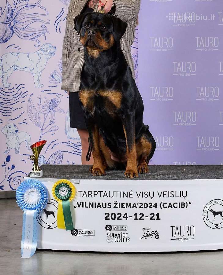 Rotveilerio šuniukai - nuotraukos Nr. 8