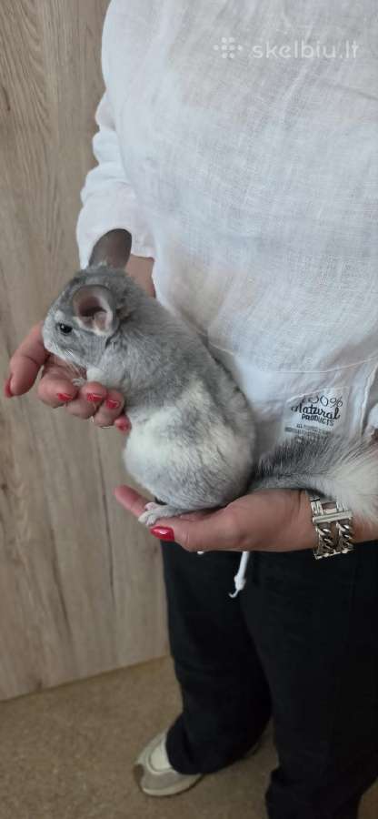 Šinšilos