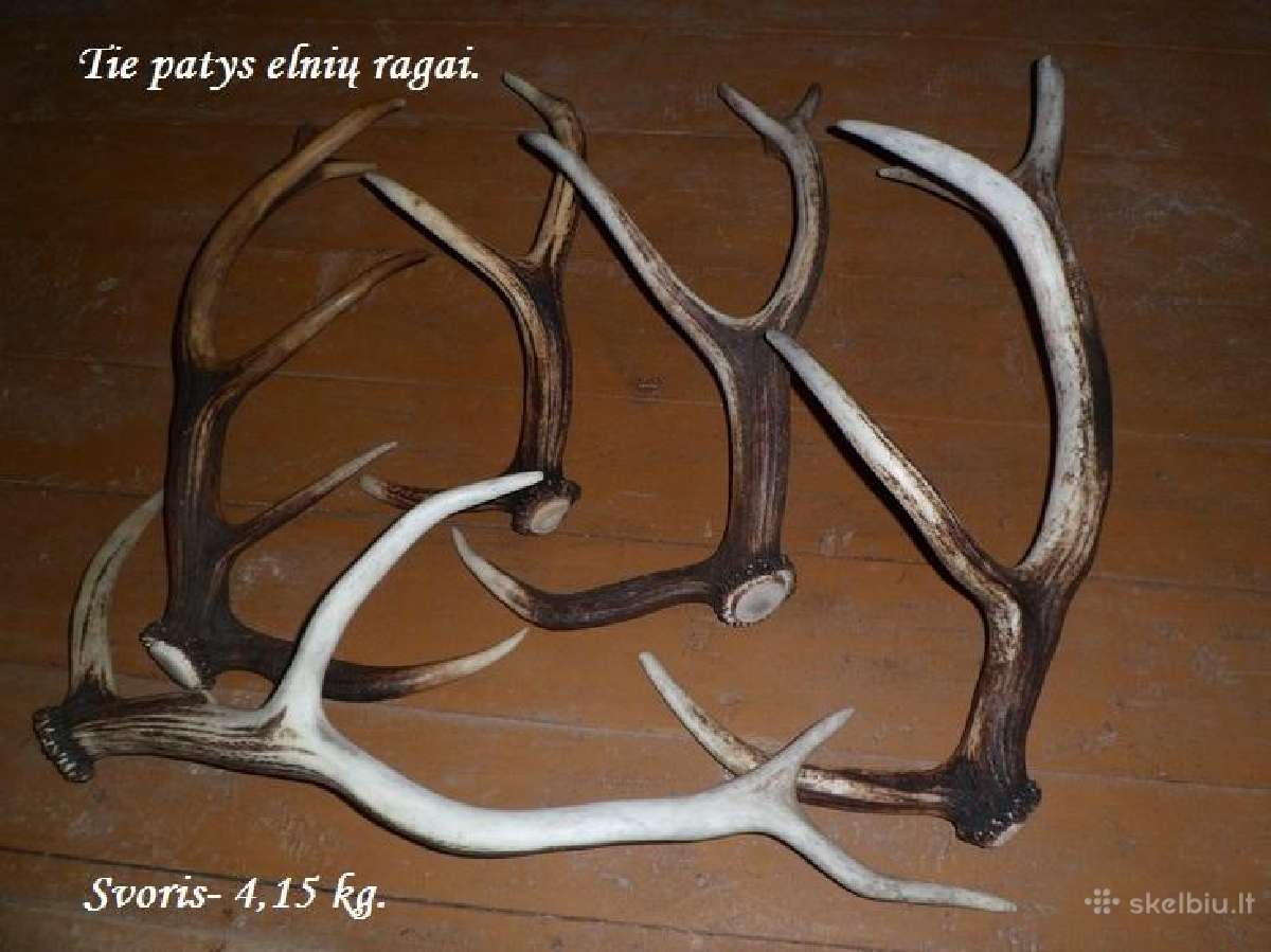 Tauriųjų elnių ragai - nuotraukos Nr. 2