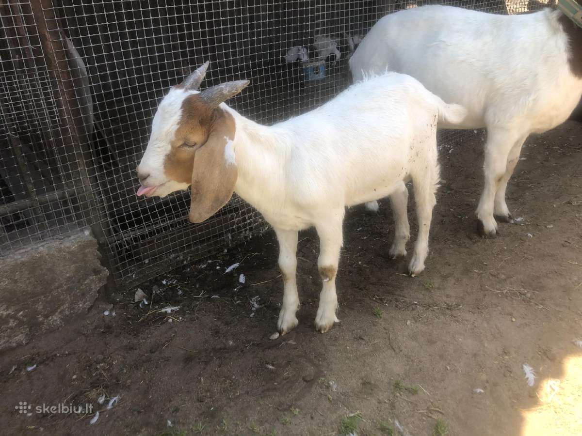 Boer Oziukas