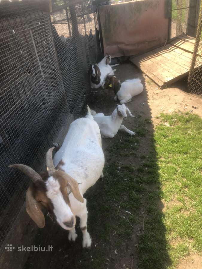 Boer Oziukas - nuotraukos Nr. 6