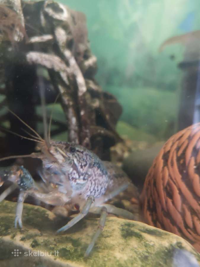 Akvariuminiai vėžiai