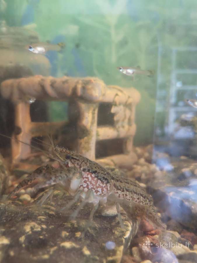 Akvariuminiai vėžiai - nuotraukos Nr. 2