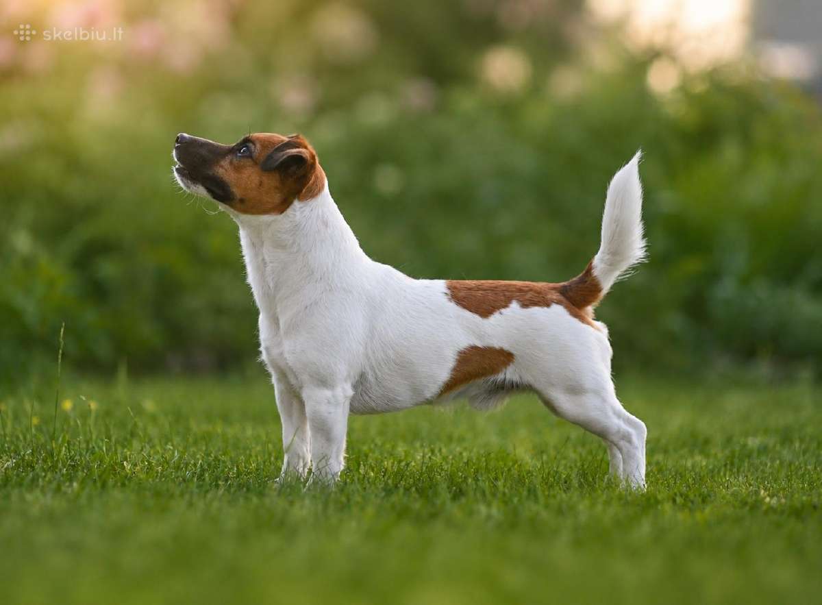 Džeko Raselo terjerai - Jack Russell terrier - nuotraukos Nr. 9