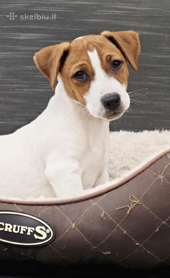 Džeko Raselo terjerai - Jack Russell terrier - nuotraukos Nr. 2