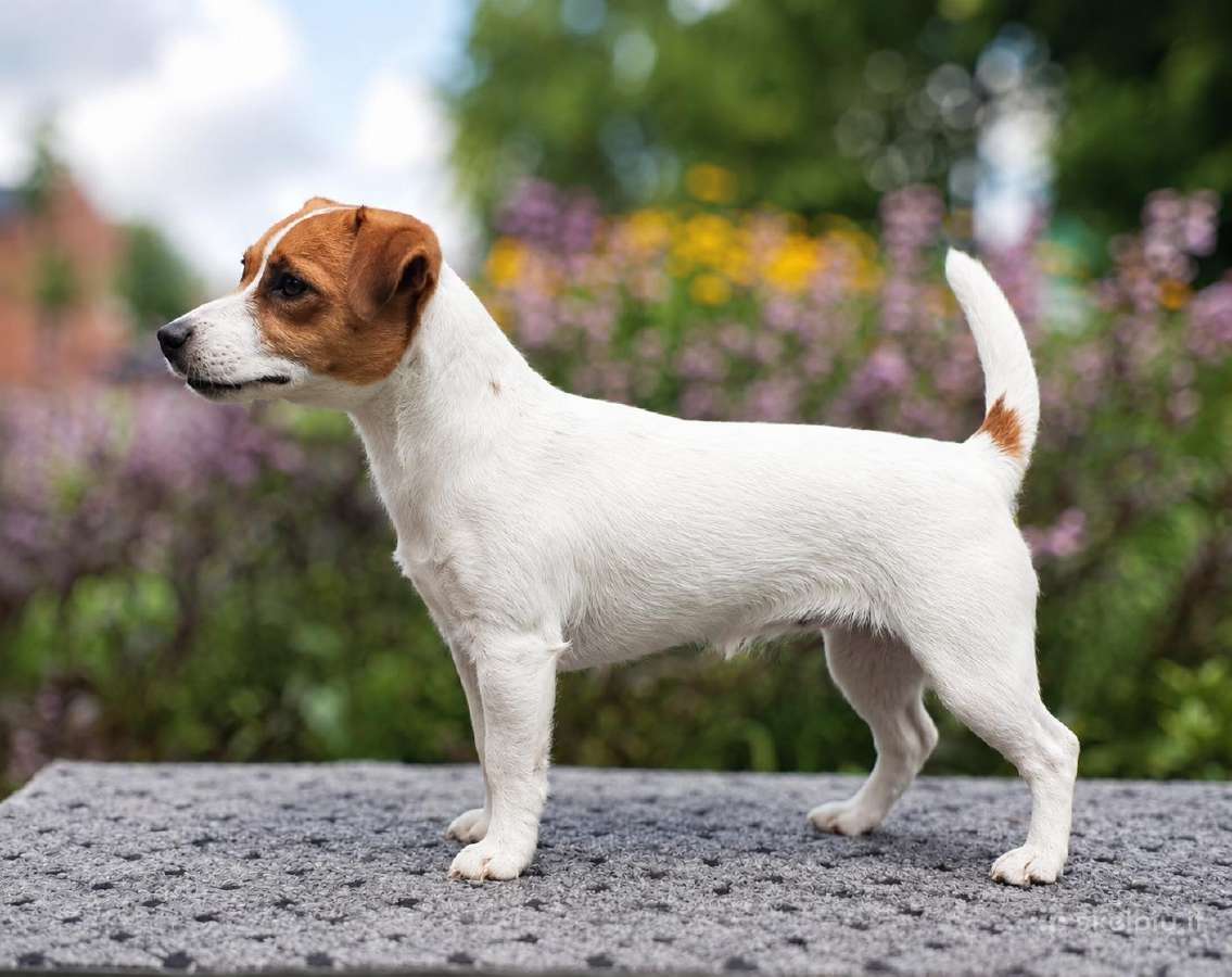 Džeko Raselo terjerai - Jack Russell terrier - nuotraukos Nr. 10