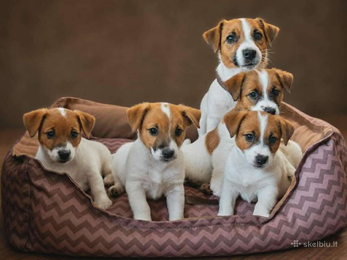 Džeko Raselo terjerai - Jack Russell terrier