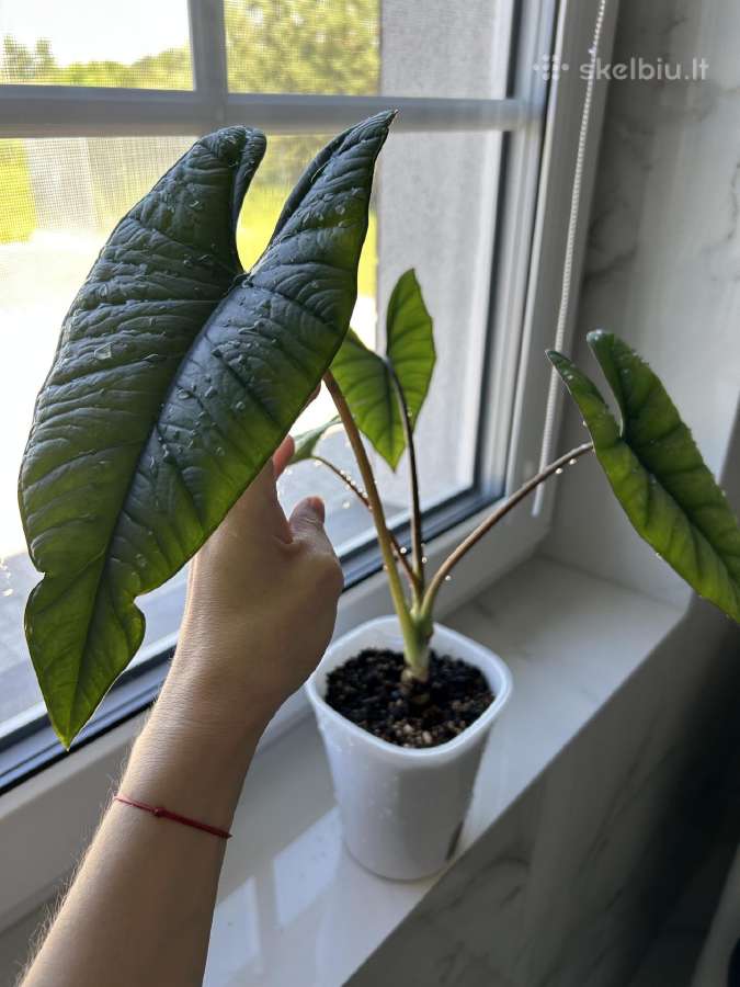 Alocasia Platinum