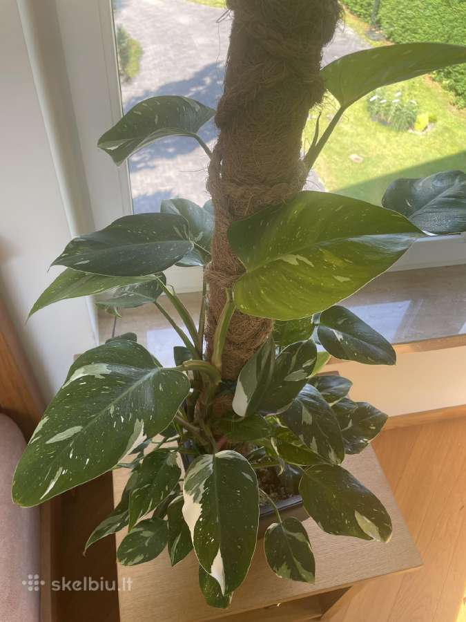 Filodendras Philodendron White Wizard