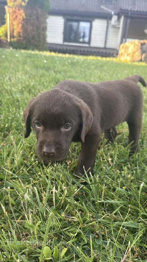 Labradori retriveris
