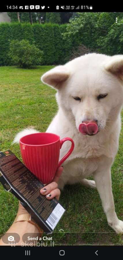 Akita inu