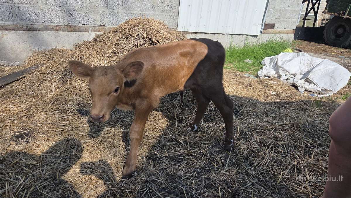 4 mesines mišrūnės telyčaitės