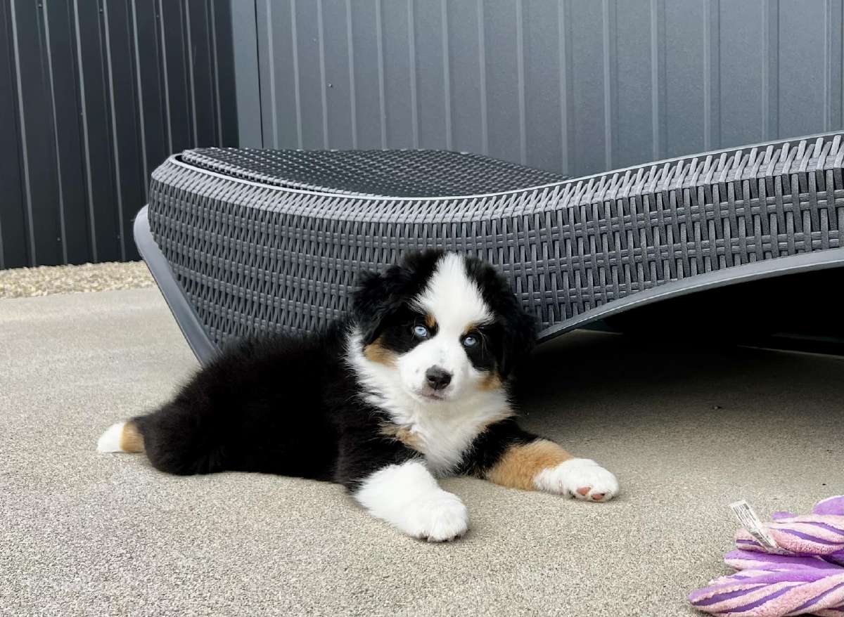 Mini Aussie /Miniatiūrinis amerikos avigan. /Mas - nuotraukos Nr. 3