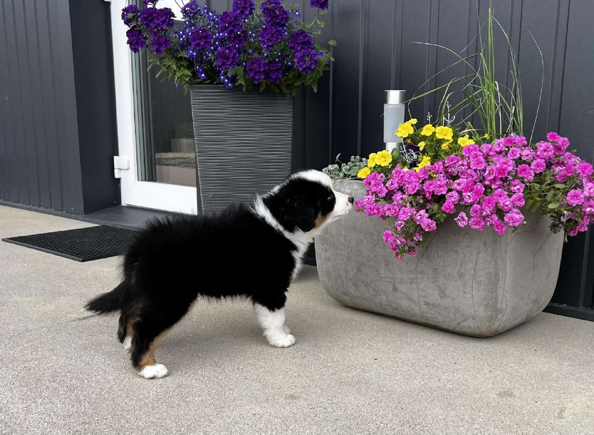 Mini Aussie /Miniatiūrinis amerikos avigan. /Mas - nuotraukos Nr. 4