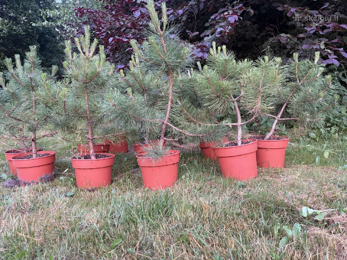 Juodosios pušys (pinus nigra) 65-95cm (be vazono)