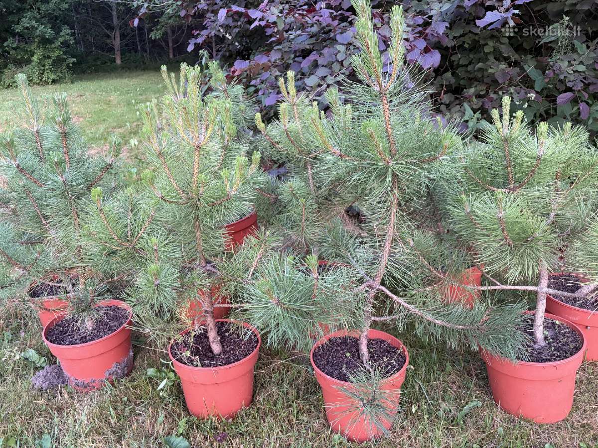 Juodosios pušys (pinus nigra) 65-95cm (be vazono) - nuotraukos Nr. 2