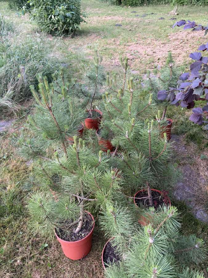 Juodosios pušys (pinus nigra) 65-95cm (be vazono) - nuotraukos Nr. 3