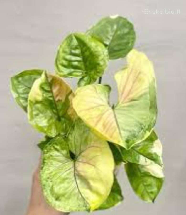 Syngonium Orm Tong var.