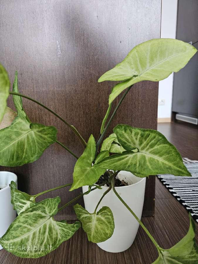 Syngonium arrow.
