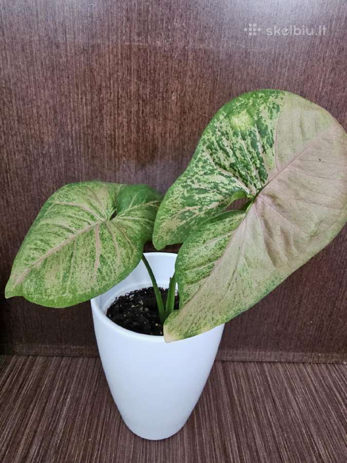 Syngonium podophyllum 'Pink Splash'alliusion