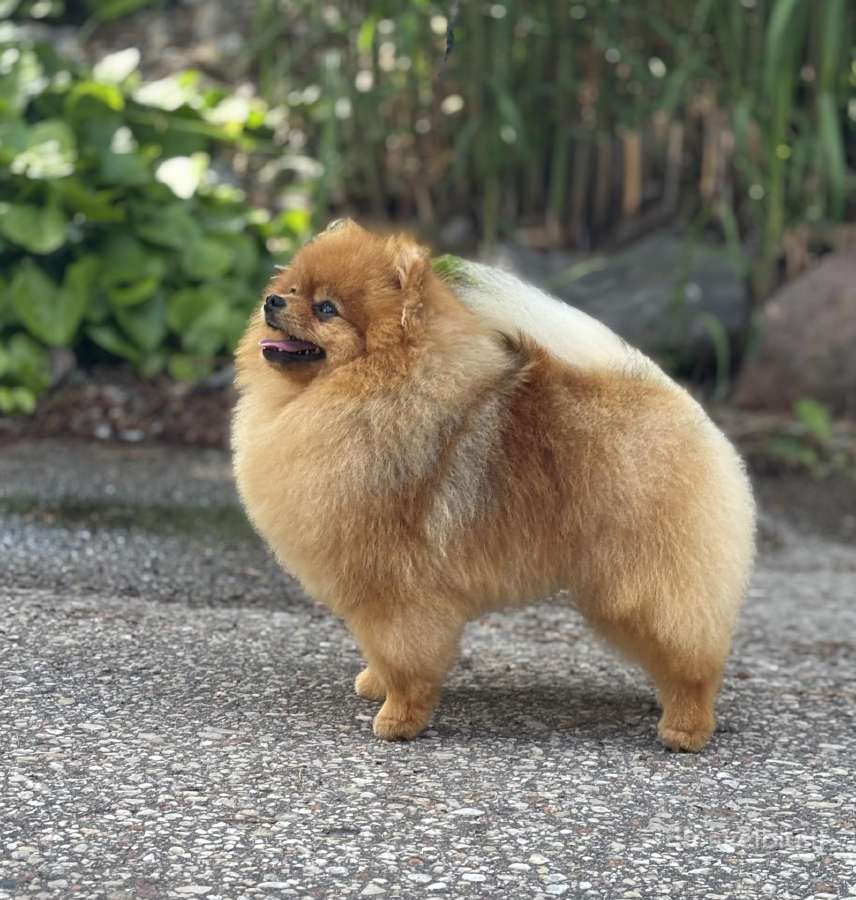 Pomeranijos špicas Wales