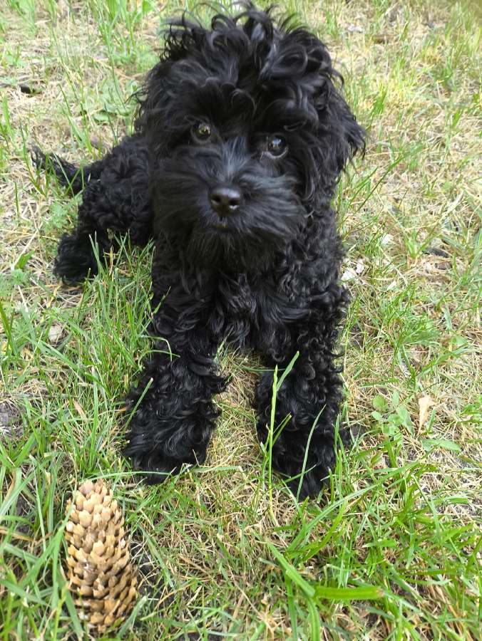 Cockapoo ( kokerpudelis)