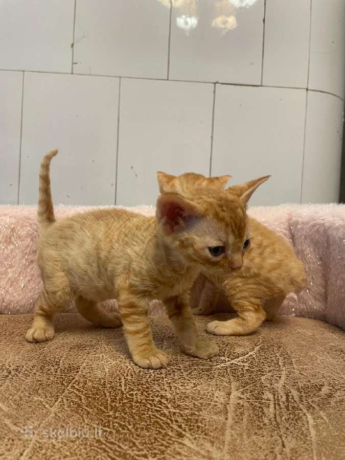 Devon Rex - nuotraukos Nr. 4