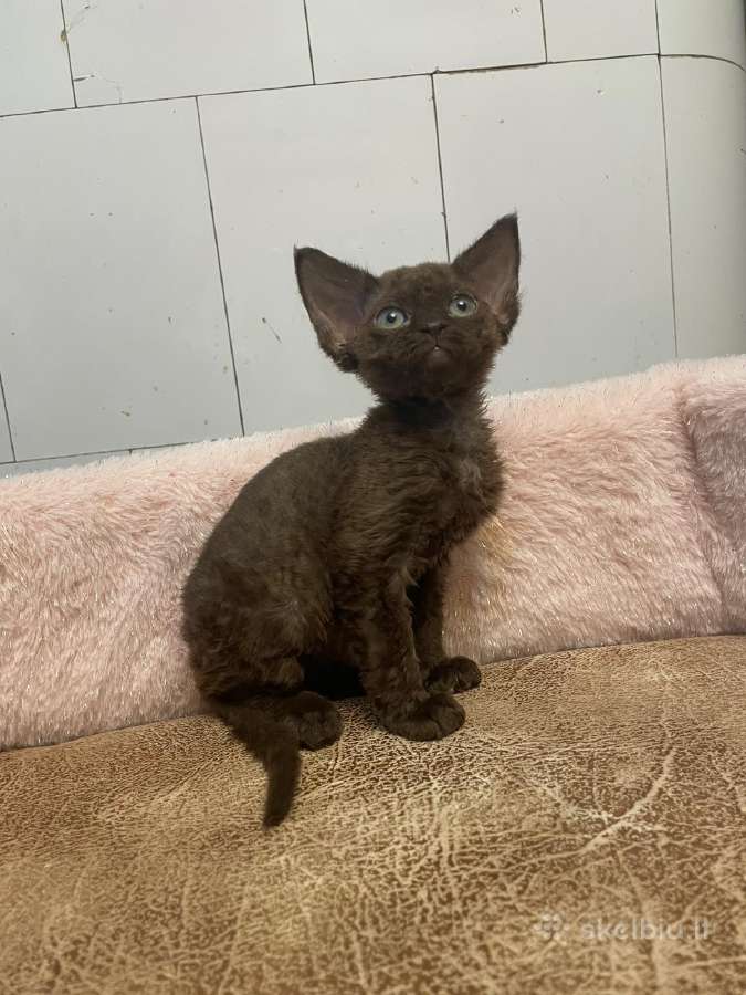 Devon Rex - nuotraukos Nr. 5