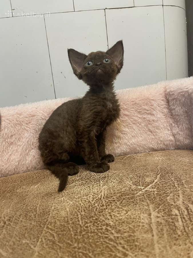 Devon Rex - nuotraukos Nr. 6