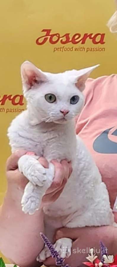 Devon Rex - nuotraukos Nr. 7