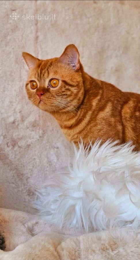 Kilminga katytė ir katinukas nuo čempionų tėvų