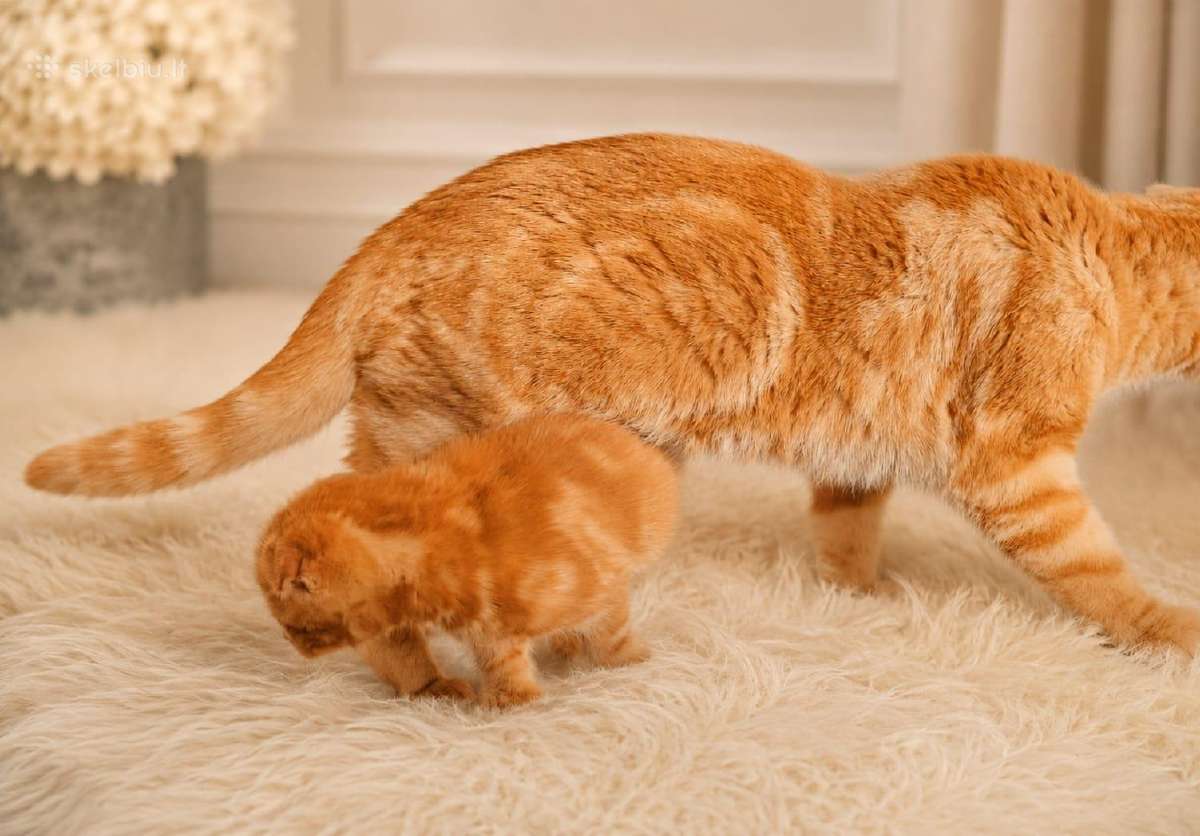 Kilminga katytė ir katinukas