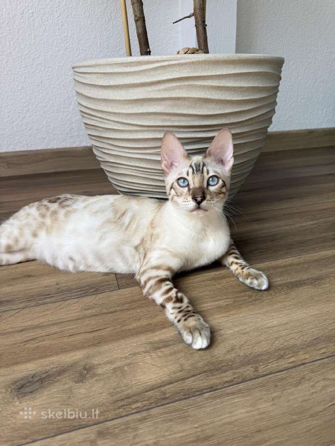 Snow Lynx bengalijos kačiukas