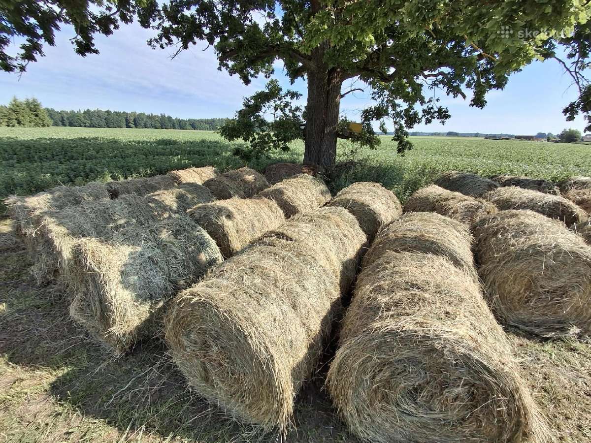 Šienas