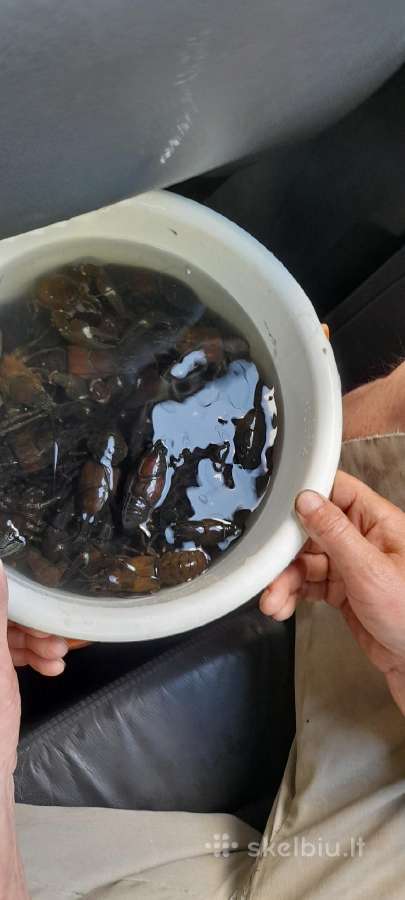 Upės Invaziniai Vėžiai €25/kg